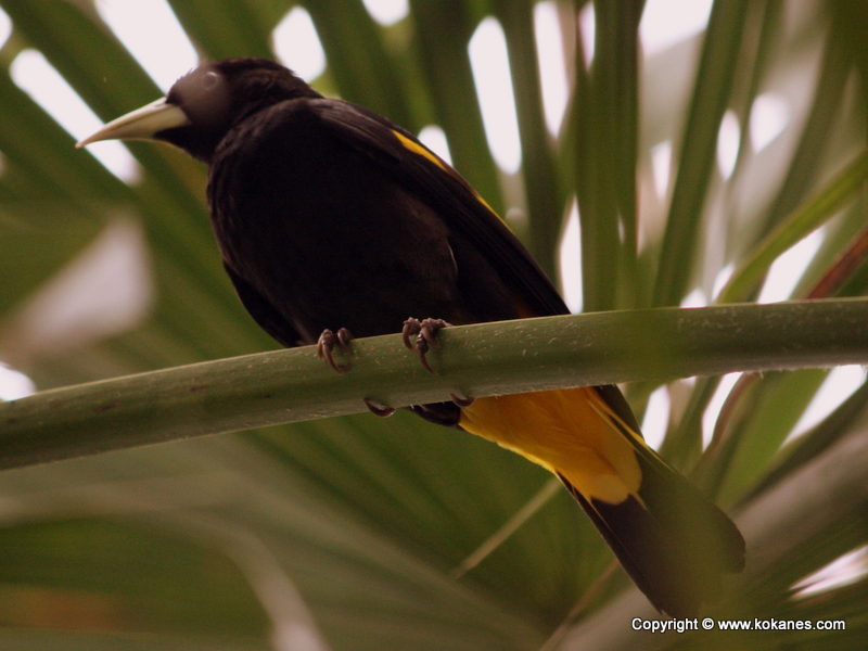 Yellow-rumped Cacique